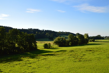 Obraz premium Saftige Wiese mit Bäumen