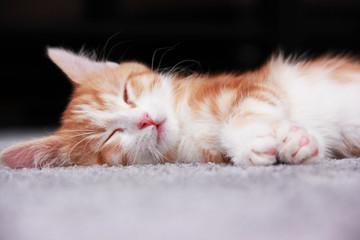Ginger kitten on a carpet - 167091449