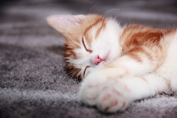 Kitten sleeping on the carpet - 167091489