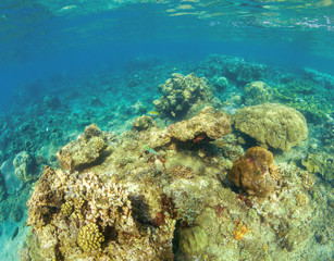 Underwater landscape with coral reef. Hard coral shapes. Small coral fishes.