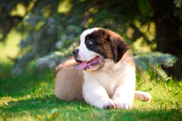 saint bernard