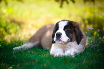 saint bernard
