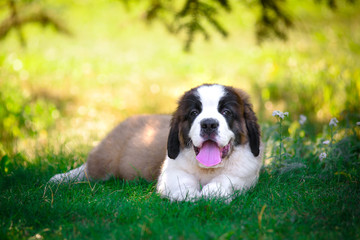 saint bernard