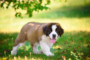 saint bernard
