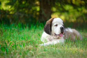 saint bernard