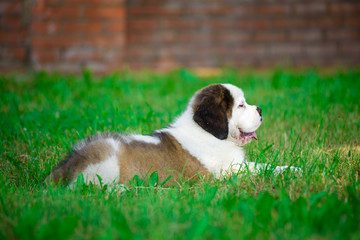 saint bernard