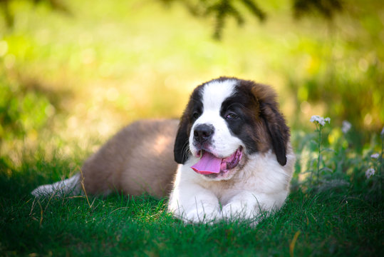 saint bernard