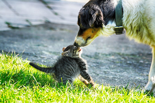 Cat And Dog