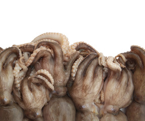 Fresh octopus isolated on white with room for text