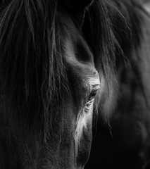 black and white horse portrait