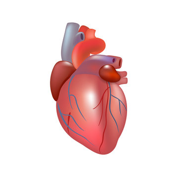 Realistic human heart isolated on white background.