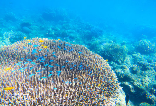 Fototapeta Tropic undersea coral landscape. Coral reef underwater. Blue and yellow tropical fish.