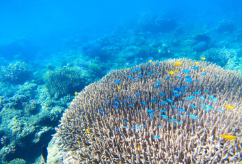 Naklejka na ściany i meble Tropical nature undersea coral landscape. Coral reef underwater.