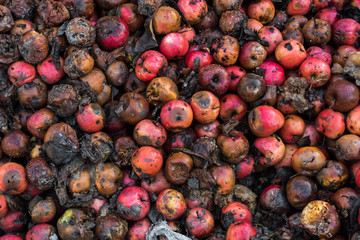 Rotten apples