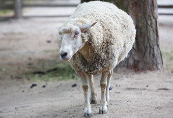 un mouton dans la ferme