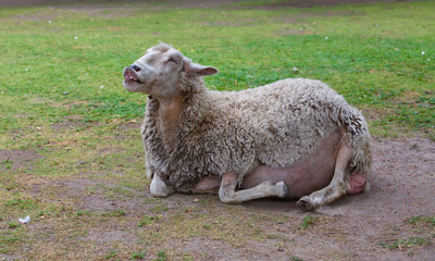 un mouton heureux dans la bergerie