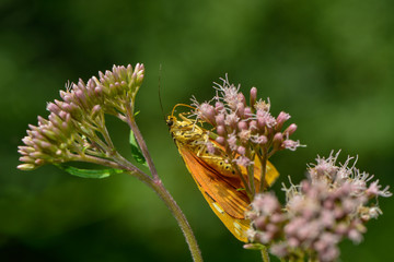 Russischer Bär auf Blüte