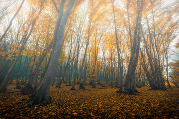 Foggy autumn forest, fallen yellow leaves