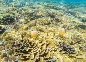 Naklejka na ściany i meble Tropic undersea coral landscape. Coral reef. Yellow butterflyfish.