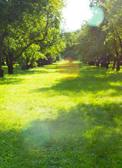 Fototapeta premium apple grove at sunny summer day. background, nature.