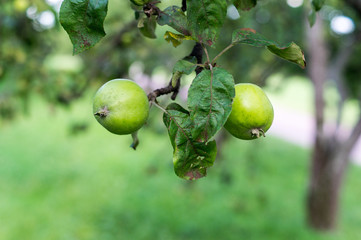 green apples on a branch. background, nature, food