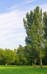 Fototapeta na wymiar tree in summer park at sunny day