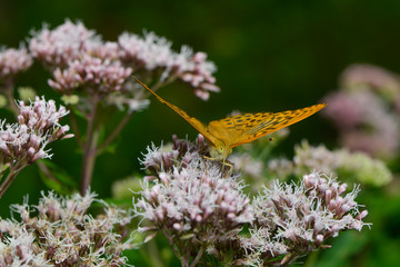Kaisermantel auf einer Blüte