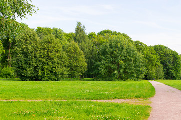 pathway to the summer forest. nature, background.