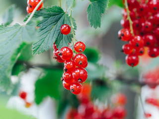 Macro photo of a red currant in the garden