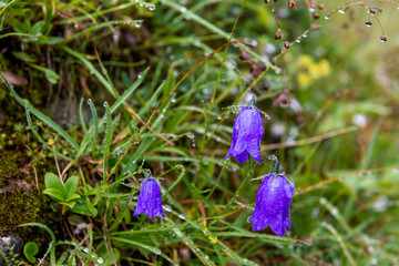 Krokus im Regen mit Tautropfen
