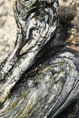 Detail of an old wooden branch