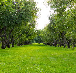 Fototapeta na wymiar apple grove at sunny summer day. background, nature.