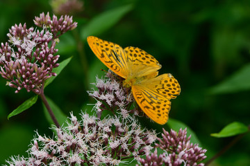 Kaisermantel auf einer Blüte