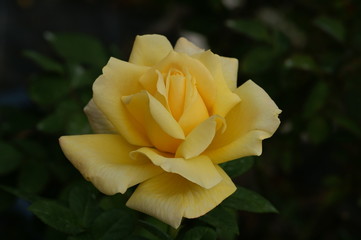 バラ　天津乙女