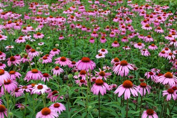 A field of pink flowers in the garden.