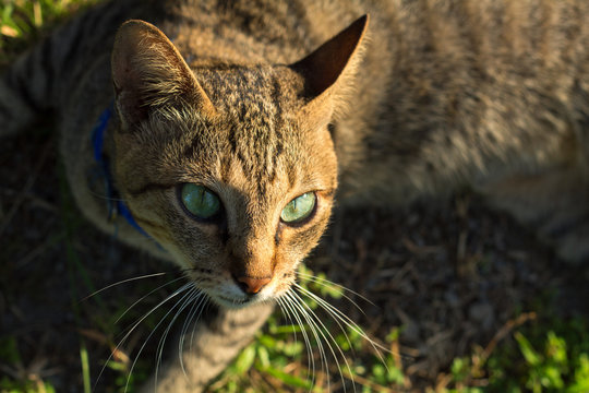 Grey cat with green eyes on green grass background. Domestic cat hunting outside.