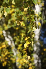 Autumn leaves