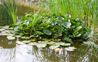 Belles feuilles aquatique de Lotus