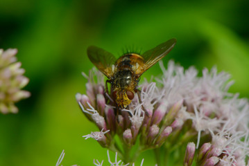 igelfliege auf einer Blüte