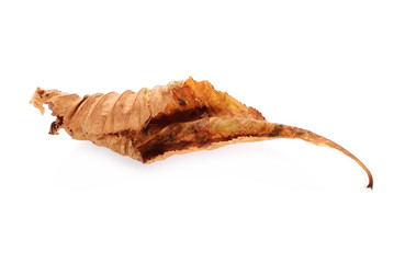 Dry chestnut tree leaves isolated on white background
