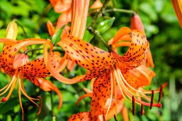 Tiger lily on a flowerbed in garden