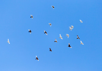 A flock of pigeons on a blue sky