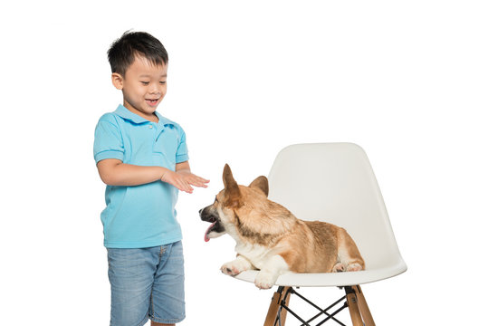 Kid Boy Playing With Small Pembroke Corgi Dog Isolated On White Background.