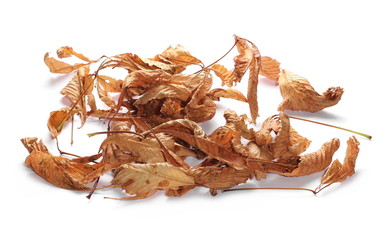 Dry chestnut tree leaves isolated on white background