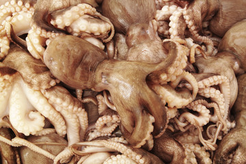 Octopus background