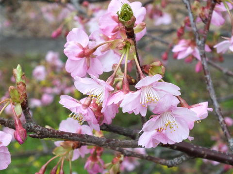 Plum flower blossom during spring at Baien garden in Atami Japan