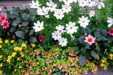 Flowers in Oberstdorf, Germany