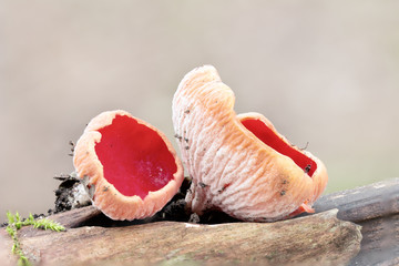 Red scarlet elf cup at tree
