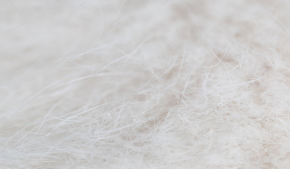 The wool of a small kitten as a background