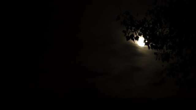 Night time moonlight through trees. Halloween background